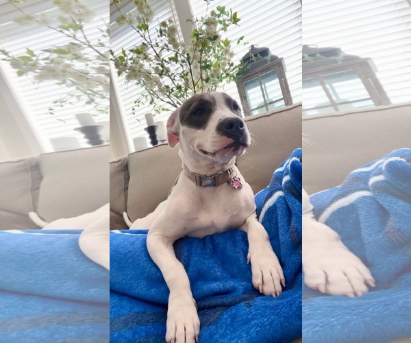 Medium Photo #2 American Pit Bull Terrier-Unknown Mix Puppy For Sale in Overland Park, KS, USA