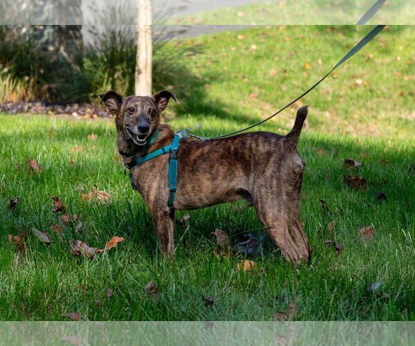 Medium Photo #10 Feist Terrier-Unknown Mix Puppy For Sale in Arlington, VA, USA