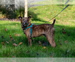 Small #9 Feist Terrier Mix