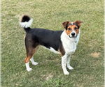Small Bernese Mountain Dog