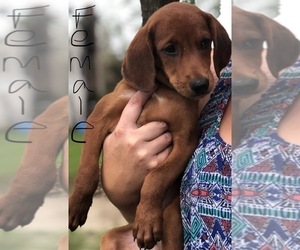 Redbone Coonhound-Unknown Mix Puppy for sale in MARIANNA, FL, USA