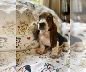 Basset Hound Puppy for sale in VILLA RIDGE, MO, USA