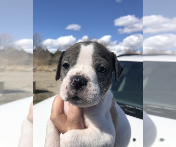 Medium Photo #3 Alapaha Blue Blood Bulldog Puppy For Sale in HARDIN, MT, USA