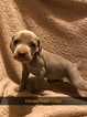 Small Photo #1 Weimaraner Puppy For Sale in JEFFERSON CITY, TN, USA
