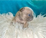 Small #5 French Bulldog