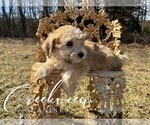 Small Photo #4 Havachon Puppy For Sale in NIANGUA, MO, USA