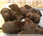 Small Photo #3 Labrador Retriever Puppy For Sale in ROSEBURG, OR, USA