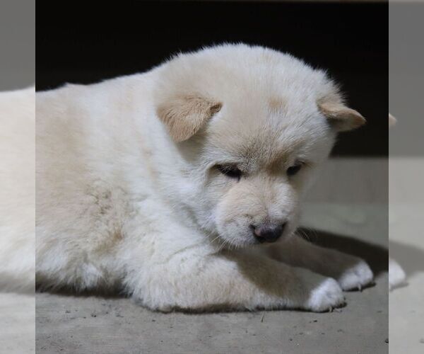 Medium Photo #3 Shiba Inu Puppy For Sale in CHARLES CITY, IA, USA