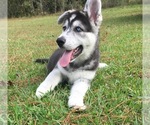 Small Photo #1 German Shepherd Dog-Siberian Husky Mix Puppy For Sale in LEESVILLE, LA, USA