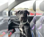Small #17 Labrador Retriever