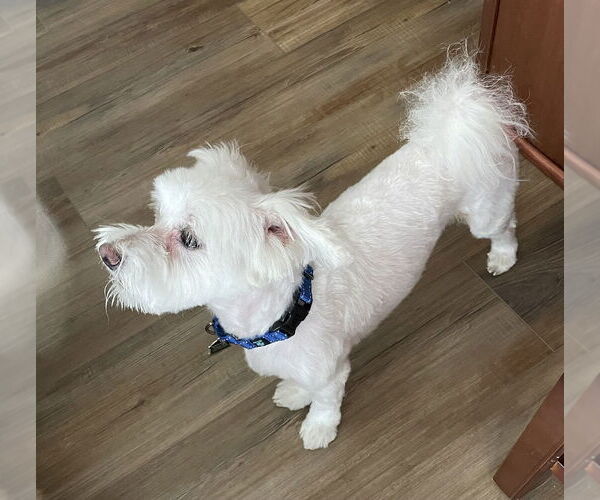 Medium Photo #4 Maltese-Unknown Mix Puppy For Sale in Mundelein, IL, USA
