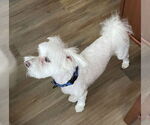 Small #3 Maltese Mix