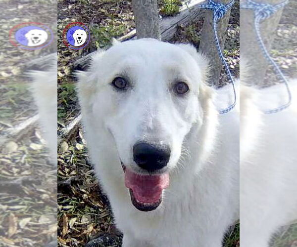 Medium Photo #1 Great Pyrenees Puppy For Sale in Spring, TX, USA