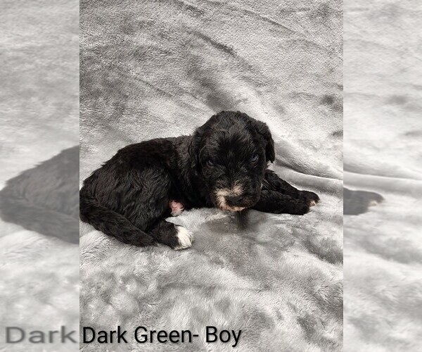 Medium Photo #12 Aussiedoodle Puppy For Sale in BOONEVILLE, AR, USA