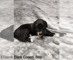 Puppy Dark Green Aussiedoodle
