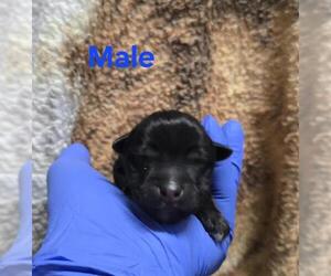 German Shepherd Dog-Unknown Mix Dogs for adoption in HESPERIA, CA, USA