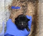 Small German Shepherd Dog Mix