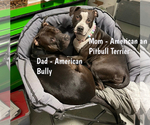 Small #3 American Bully-American Pit Bull Terrier Mix