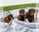 Small Photo #5 Doberman Pinscher Puppy For Sale in LAKELAND, FL, USA