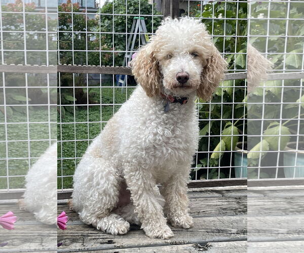 Medium Photo #6 Poodle (Miniature) Puppy For Sale in St. Louis Park, MN, USA