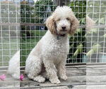 Small #5 Poodle (Miniature)