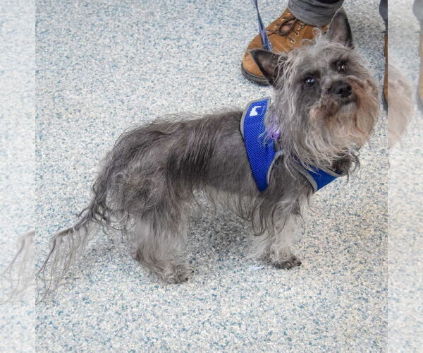 Medium Photo #4 Mutt Puppy For Sale in Huntley, IL, USA