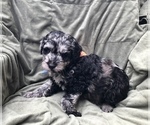 Small Photo #3 Labradoodle Puppy For Sale in COLCHESTER, CT, USA