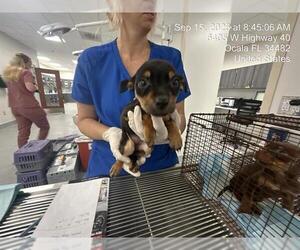 American Pit Bull Terrier-Unknown Mix Dogs for adoption in Ocala, FL, USA