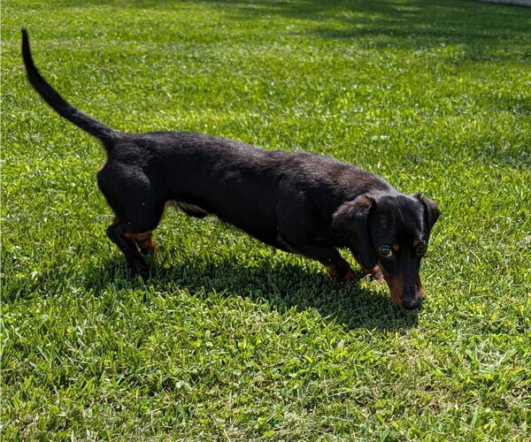 Medium Photo #4 Dachshund Puppy For Sale in Shelbyville, TN, USA