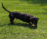 Small #3 Dachshund