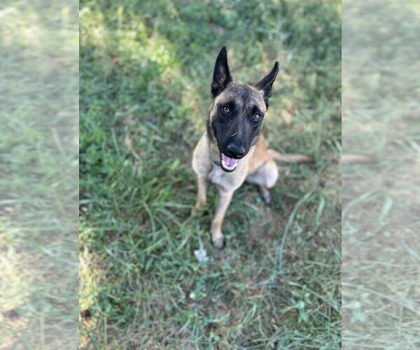 Medium Photo #1 Mutt Puppy For Sale in Stevens Point, WI, USA