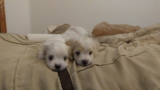 Mal-Shi Puppy for sale in FORT COLLINS, CO, USA