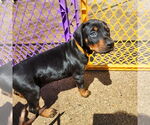 Small Doberman Pinscher