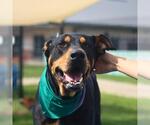 Small Doberman Pinscher Mix