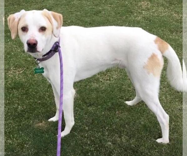 Medium Photo #3 American Foxhound-Labrador Retriever Mix Puppy For Sale in Newport Beach, CA, USA