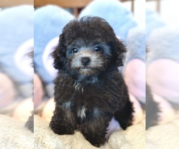 Medium Photo #2 Bichpoo-Poodle (Toy) Mix Puppy For Sale in HILO, HI, USA