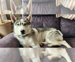 Small #1 Siberian Husky