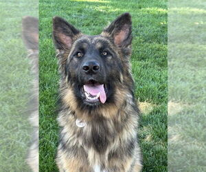 German Shepherd Dog Dogs for adoption in West Sacramento, CA, USA