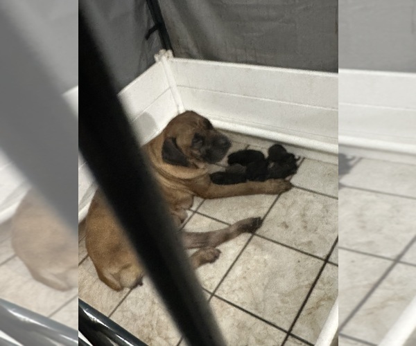 Medium Photo #1 Cane Corso Puppy For Sale in LAKE ALFRED, FL, USA