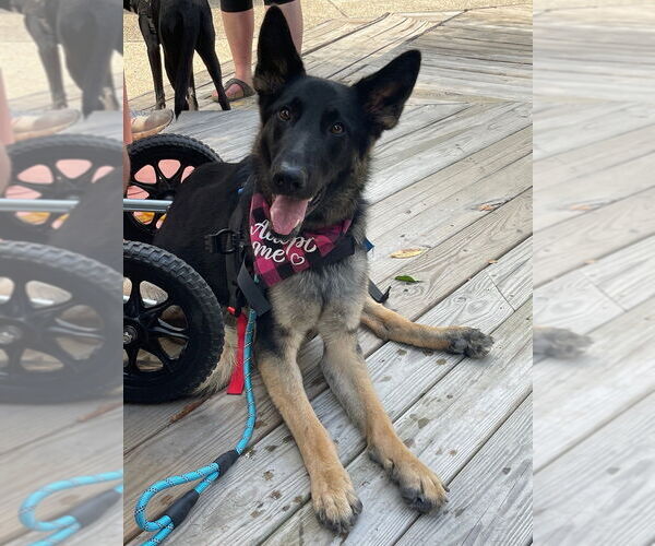 Medium Photo #5 German Shepherd Dog Puppy For Sale in Raleigh, NC, USA