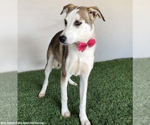 Janet - Female Labsky Dog for Adoption - Photo #3