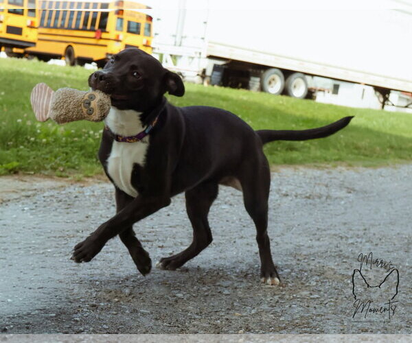 Medium Photo #5 Labrador Retriever-Unknown Mix Puppy For Sale in Rustburg, VA, USA