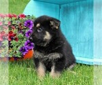 Small #2 German Shepherd Dog