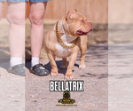 Small #6 American Bully