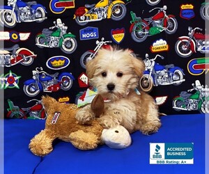 Miniature Schnauzzie-Poodle (Toy) Mix Puppy for sale in WINNSBORO, LA, USA