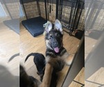 Small Photo #13 German Shepherd Dog Puppy For Sale in LA FAYETTE, NY, USA