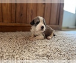 Small Photo #2 Aussiedoodle Puppy For Sale in NEOLA, WV, USA