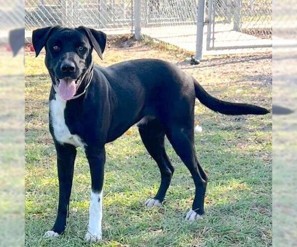 Medium Photo #1 Labrador Retriever-Unknown Mix Puppy For Sale in Conroe, TX, USA