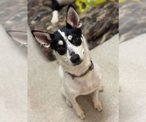 Medium Photo #1 Mutt Puppy For Sale in Stratham, NH, USA