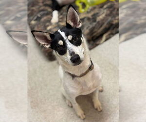Mutt Dogs for adoption in Stratham, NH, USA